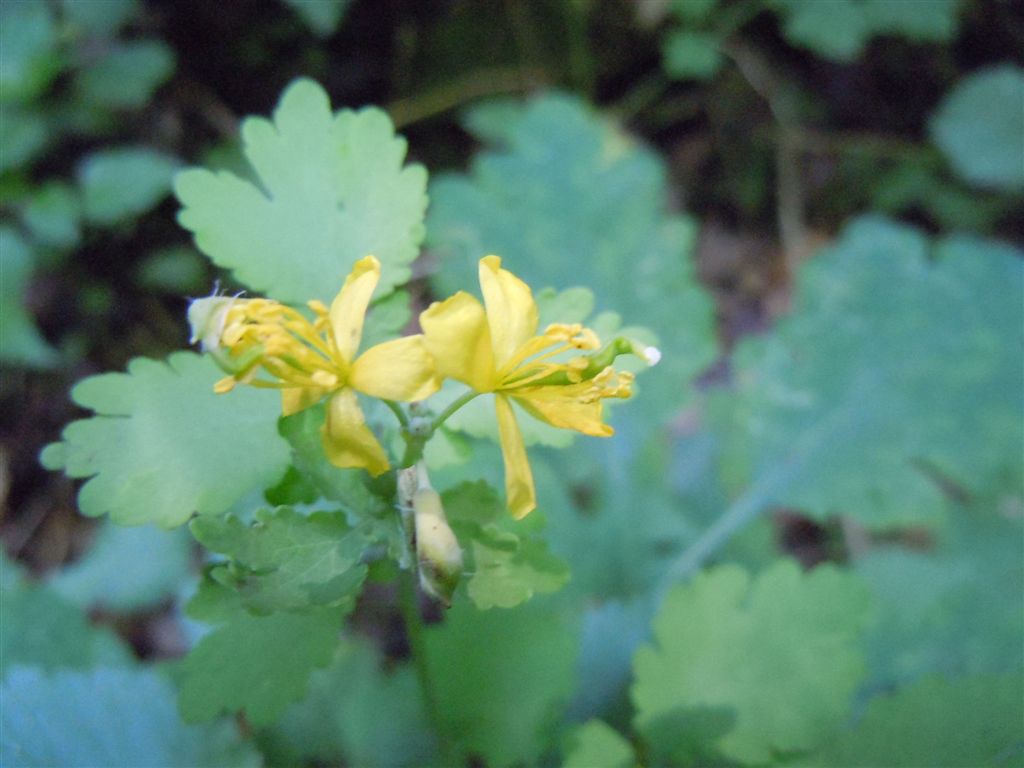 Chelidonium majus